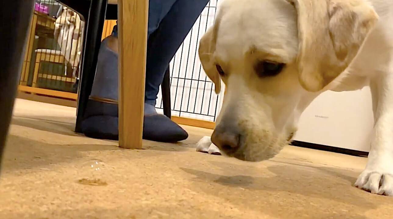 自分が落とした ヨダレ風船 にビビるラブと可愛くて爆笑する飼い主さん 賑やかな感じが最高にハッピー 動画 21年7月25日 エキサイトニュース
