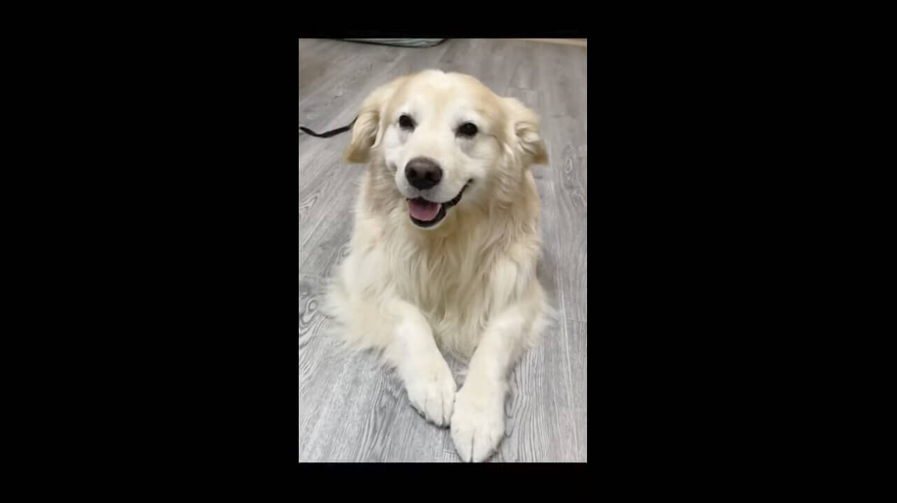 やんちゃな子犬が新たな家族に 勢いに押されつつも愛でるように接し 穏やかに見守る心優しいゴールデン 動画 21年7月29日 エキサイトニュース