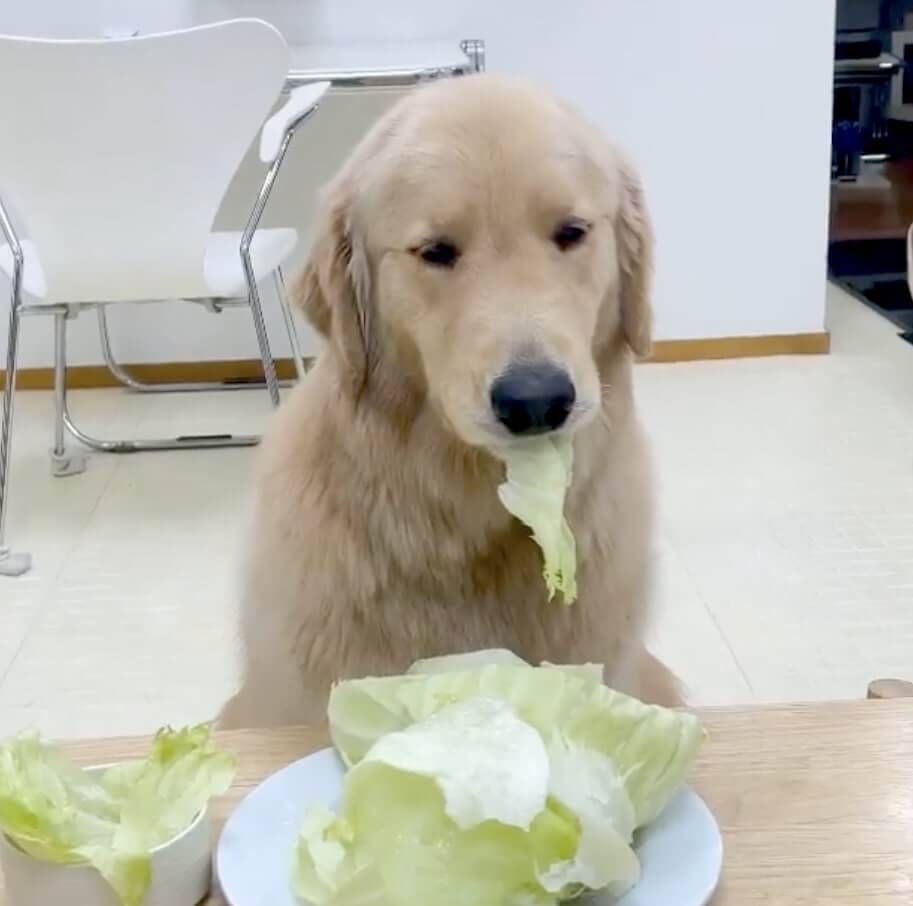 あまり好きじゃないレタスを勧められ 一応食べてみるもやっぱムリ 感情ダダ漏れしたゴールデンが憎めない 動画 21年7月31日 エキサイトニュース