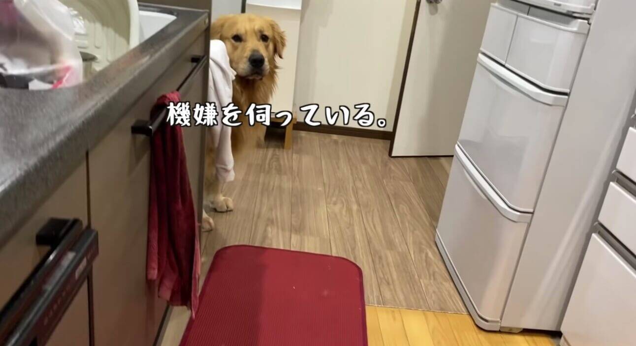 謝りたくないけど仲直りしたい 愛想笑いでママに近づくゴールデンがまんま人間の子どもだった 動画 21年8月26日 エキサイトニュース 謝りたくないけど仲直りしたい 愛想笑いでママに近づくゴールデンがまんま人間の子どもだった 動画 21年8月26日 エキサイトニュース