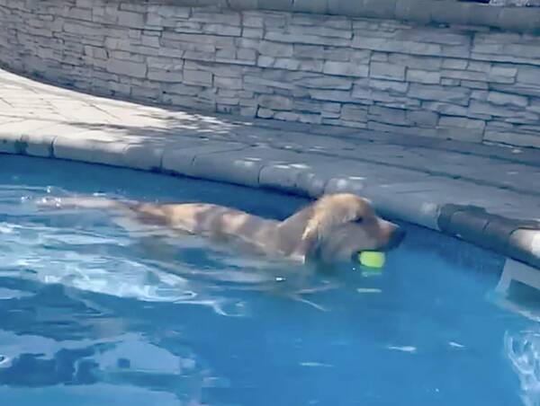 プールでボール遊びしてたら不意に排水溝の中に 老け込むほど落ち込んだゴールデンが見ていられない 動画 21年8月13日 エキサイトニュース