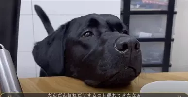 盲導犬ラブラドールの オフの姿 が可愛い サポート以外の時間の 溢れる無邪気さ にキュンときた 動画 21年6月4日 エキサイトニュース