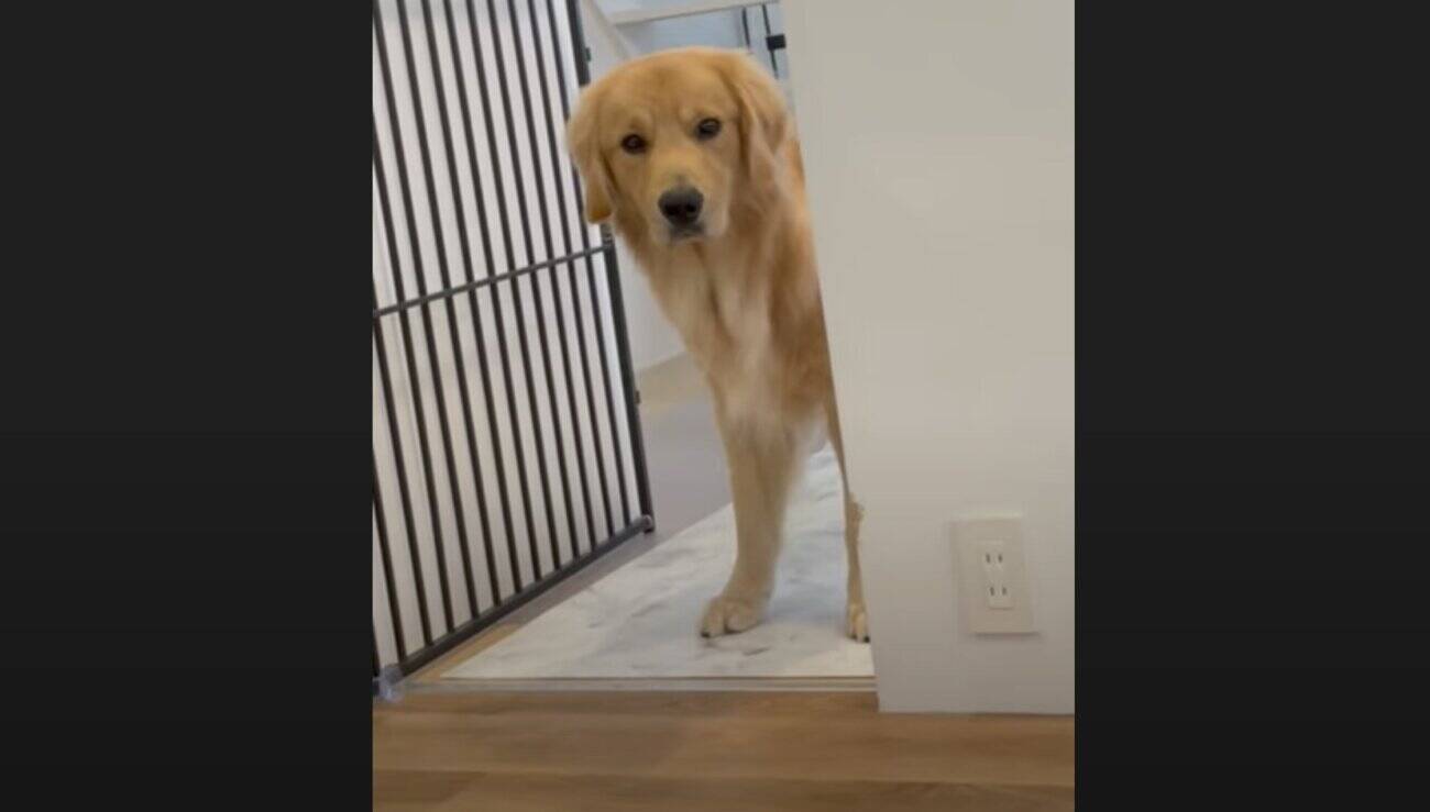 壁から覗いてジッ 反省しか伝わらない顔でのそのそ謝罪に行くゴールデンが罪可愛い 動画 21年9月13日 エキサイトニュース 2 2 壁から覗いてジッ 反省しか伝わらない顔でのそのそ謝罪に行くゴールデンが罪可愛い 動画 21年9月13日 エキサイトニュース 2 2