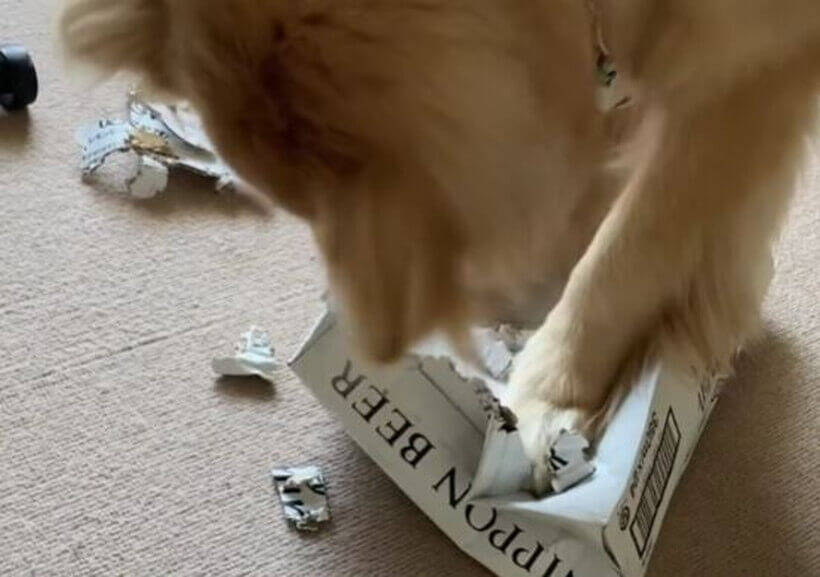 ばあちゃん家でド派手なイタズラ決行 バレた瞬間飛びつき勢いでごまかしたゴールデン 動画 21年10月13日 エキサイトニュース