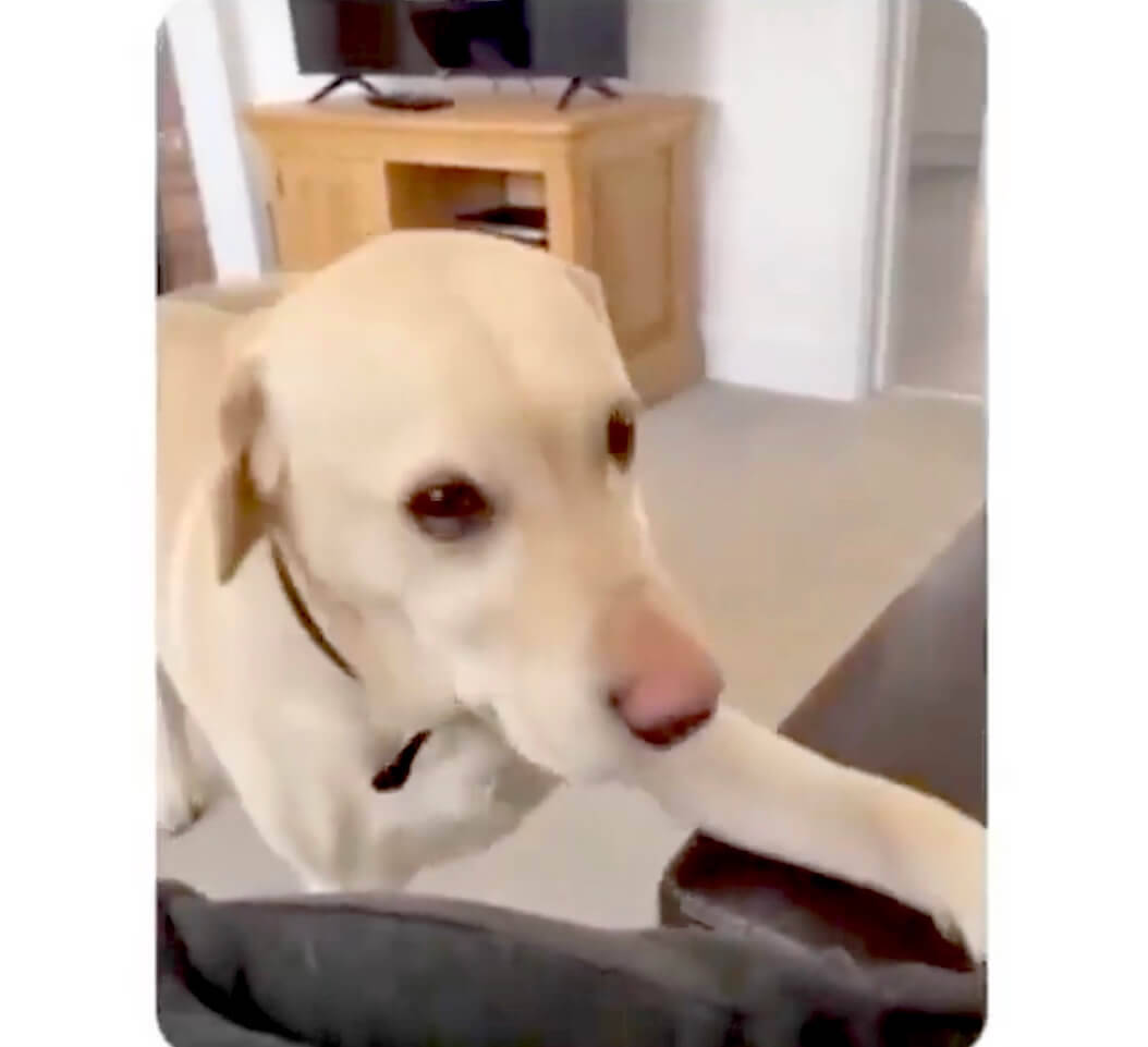 そしてこの顔である ウル顔で飼い主をソファから退かし いざ乗った時の表情に吹いた ラブラドール動画 21年9月13日 エキサイトニュース そしてこの顔である ウル顔で飼い主をソファから退かし いざ乗った時の表情に吹いた ラブラドール動画 21年9月13日 エキサイトニュース