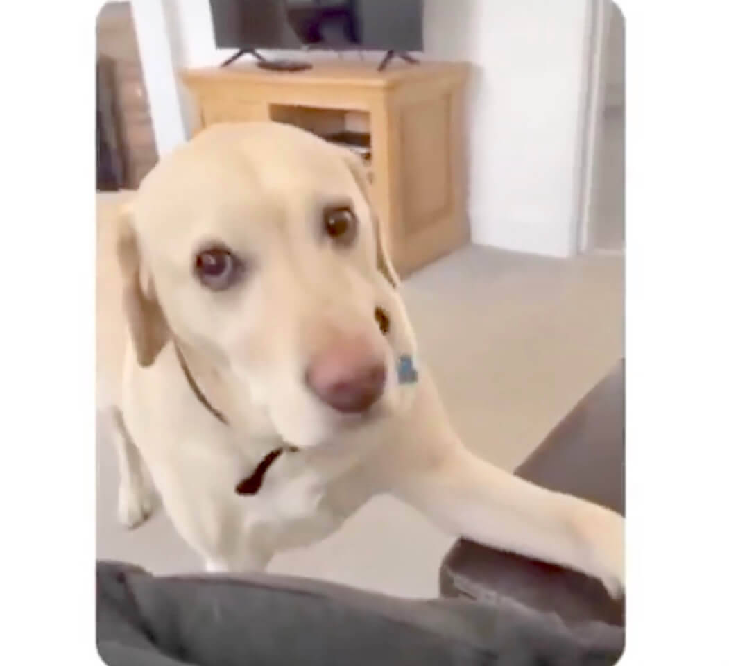 そしてこの顔である ウル顔で飼い主をソファから退かし いざ乗った時の表情に吹いた ラブラドール動画 21年9月13日 エキサイトニュース そしてこの顔である ウル顔で飼い主をソファから退かし いざ乗った時の表情に吹いた ラブラドール動画 21年9月13日 エキサイトニュース