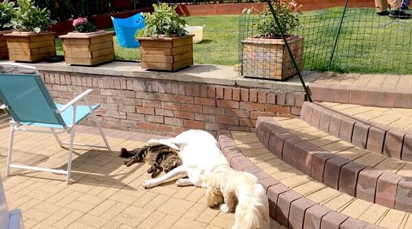 犬に舐められ猫に戯れられ 日向ぼっこ中も超モテモテな愛されラブラドール 癒し動画 21年10月18日 エキサイトニュース