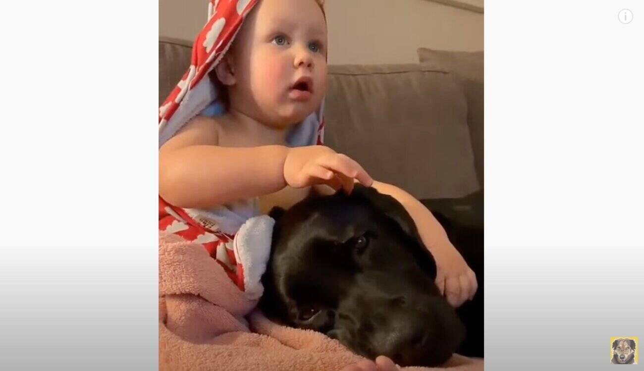 膝枕しつつ撫でてあげる赤ちゃんと うっとり顔で甘えっぱなしのラブラドール 癒し動画 21年10月15日 エキサイトニュース 膝枕しつつ撫でてあげる赤ちゃんと うっとり顔で甘えっぱなしのラブラドール 癒し動画 21年10月15日 エキサイトニュース