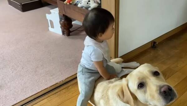 自分の家に赤ちゃんが侵入 困惑しつつも出ていくまでジッとしていたラブラドール 動画 21年10月24日 エキサイトニュース