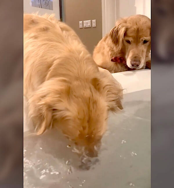 お風呂でブクブク遊びに夢中な相棒を 心配そうに見守り続けるゴールデン 動画 21年10月17日 エキサイトニュース