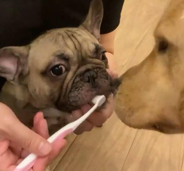 なんてホッコリ フレブルとゴールデンが添い寝をしてた 犬種をこえた仲良し光景に癒されるよ 21年11月27日 エキサイトニュース なんてホッコリ フレブルとゴールデンが添い寝をしてた 犬種をこえた仲良し光景に癒されるよ 21年11月27日 エキサイトニュース