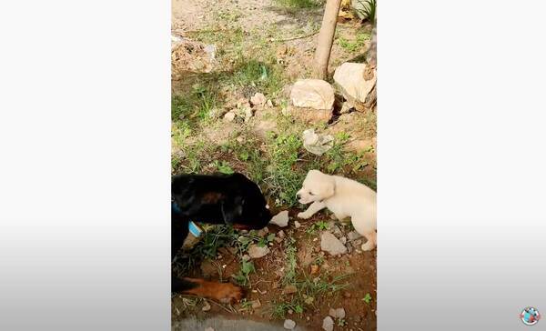 好きでしゅ 一目惚れした大型犬の首根っこを掴んでアピるラブラドールのパピー 必死すぎて怖いわ 動画 21年10月30日 エキサイトニュース 好きでしゅ 一目惚れした大型犬の首根っこを掴んでアピるラブラドールのパピー 必死すぎて怖いわ 動画 21年10月30日 エキサイトニュース