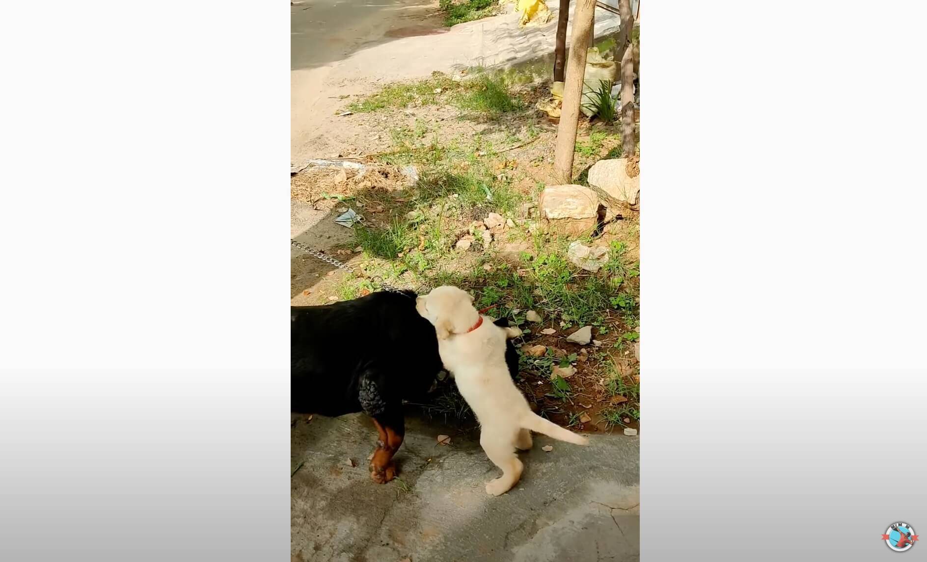 好きでしゅ 一目惚れした大型犬の首根っこを掴んでアピるラブラドールのパピー 必死すぎて怖いわ 動画 21年10月30日 エキサイトニュース 2 2 好きでしゅ 一目惚れした大型犬の首根っこを掴んでアピるラブラドールのパピー 必死すぎて怖いわ 動画 21年10月30日 エキサイトニュース 2 2