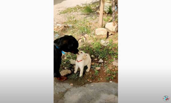 好きでしゅ 一目惚れした大型犬の首根っこを掴んでアピるラブラドールのパピー 必死すぎて怖いわ 動画 21年10月30日 エキサイトニュース 好きでしゅ 一目惚れした大型犬の首根っこを掴んでアピるラブラドールのパピー 必死すぎて怖いわ 動画 21年10月30日 エキサイトニュース