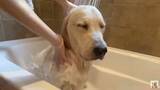「「…。」お風呂が嫌いすぎて感情を失ったゴールデンがこちら【動画】」の画像1