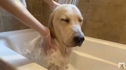 「…。」お風呂が嫌いすぎて感情を失ったゴールデンがこちら【動画】