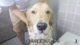 「「…。」お風呂が嫌いすぎて感情を失ったゴールデンがこちら【動画】」の画像2