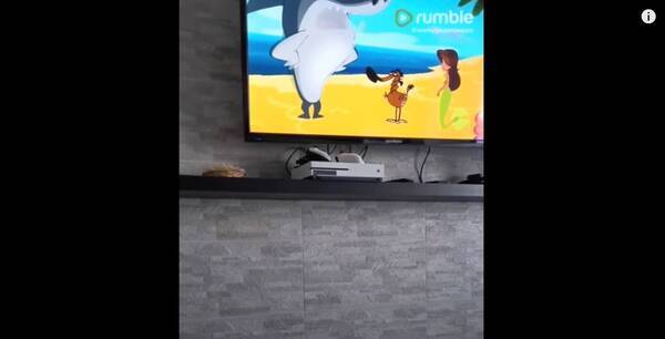 飼い主の膝の上でアニメにハマるゴールデンのパピーが可愛すぎた 動画 21年12月4日 エキサイトニュース