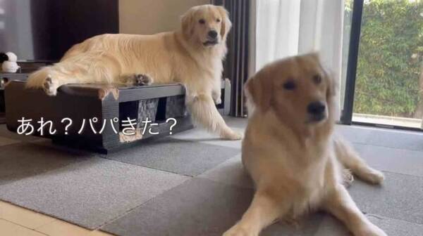 パパが来た ママの合図で即座にお出迎えモードになるゴールデンきょうだいが可愛い 動画 21年12月5日 エキサイトニュース
