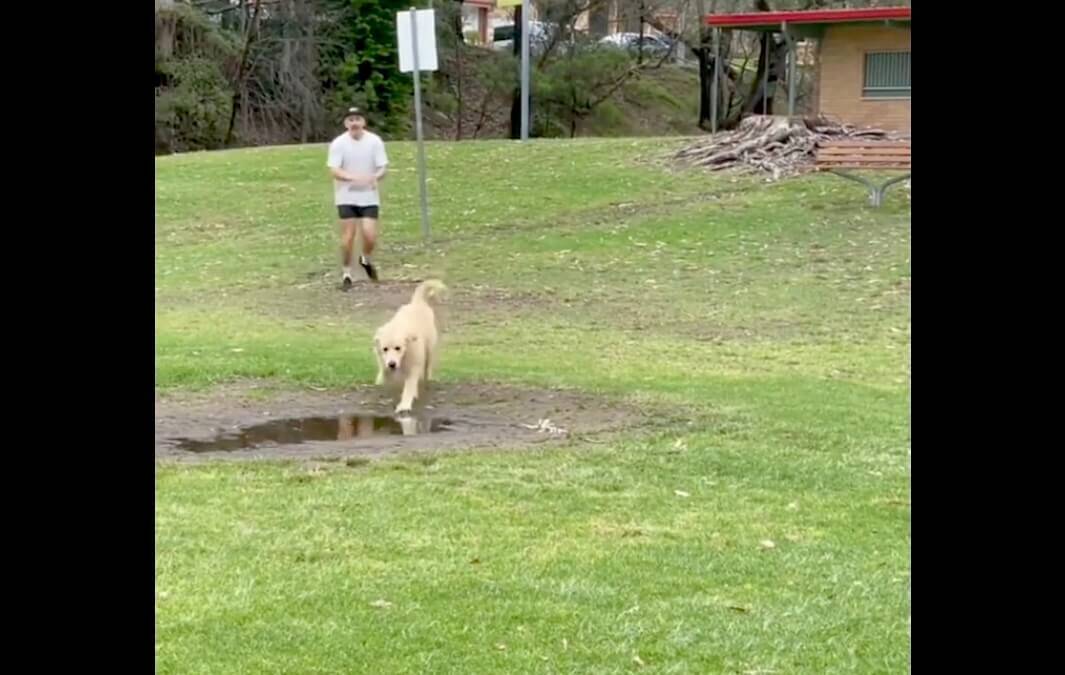 おい 待て 公園で水溜りを見つけたゴールデン 想像通りのブレない展開に笑った 動画 22年6月1日 エキサイトニュース