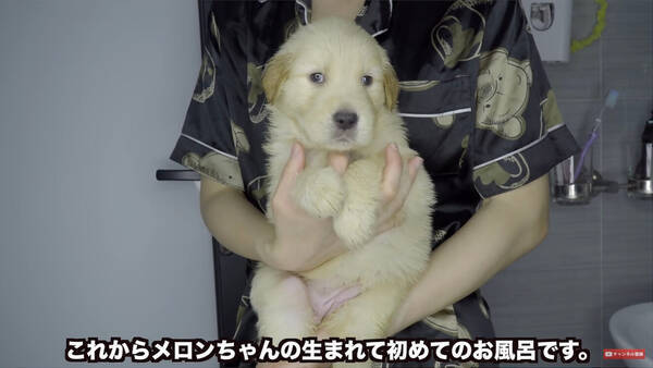気持ちいいでしゅ 初めてのお風呂でウトウトしちゃったゴールデンの赤ちゃんが可愛すぎた 子犬動画 22年10月5日 エキサイトニュース
