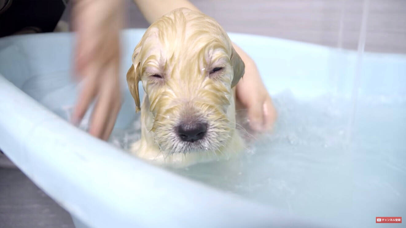 気持ちいいでしゅ…」初めてのお風呂でウトウトしちゃったゴールデンの赤ちゃんが可愛すぎた【子犬動画】 (2022年10月5日) - エキサイトニュース