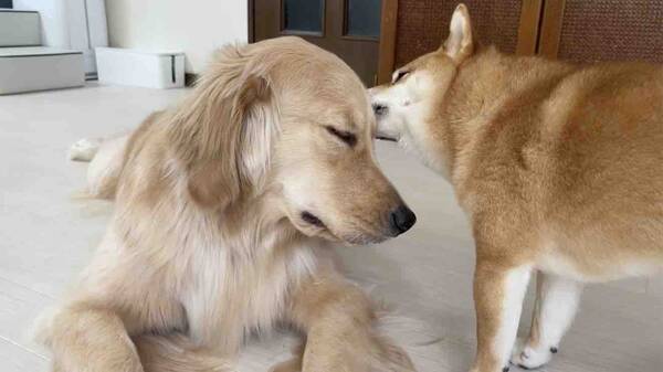 もっと 自ら顔を差し出し兄犬に寝かしつけをねだる妹ゴールデンが可愛い 犬動画 22年9月19日 エキサイトニュース