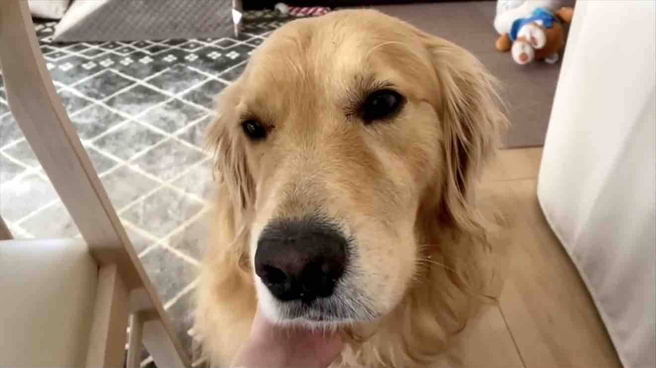 もっと 自ら顔を差し出し兄犬に寝かしつけをねだる妹ゴールデンが可愛い 犬動画 22年9月19日 エキサイトニュース
