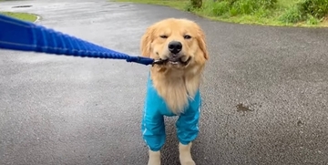 「イヤです」雨の散歩中、いきなり拒否を決め込んだゴールデン。気持ちが顔に出過ぎで笑う【動画】
