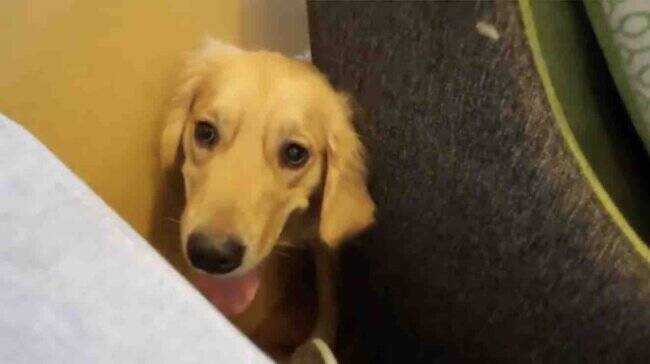 怖かった 散歩中の強風が忘れられないゴールデン 帰宅後もソファに隠れる姿が可愛いくてキュン 動画 22年3月19日 エキサイトニュース