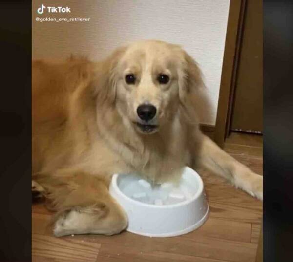 一緒に口角上がった 可愛いすぎ 耳かきが気持ち良くてニコニコしちゃうゴールデン 犬動画 22年9月4日 エキサイトニュース