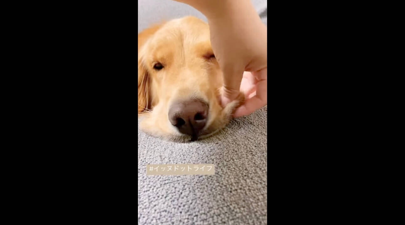 たぷん ほっぺが ヨギボー状態 になるまでの一部始終がただただ癒し ゴールデン動画 22年3月8日 エキサイトニュース