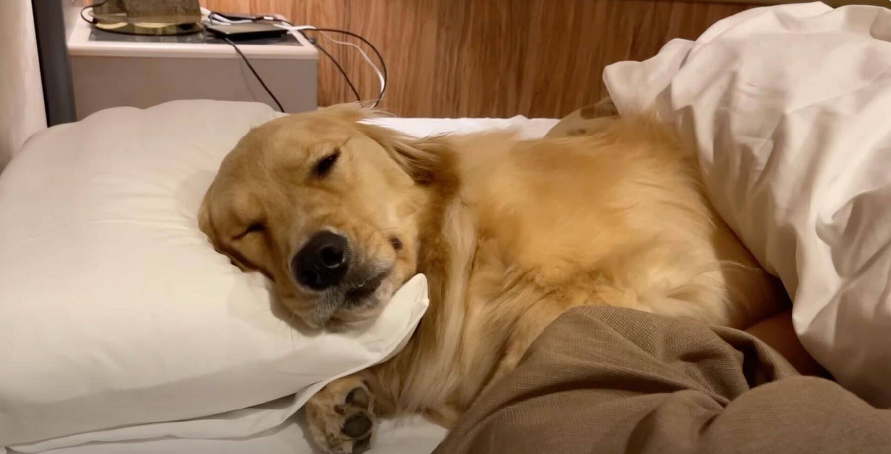 「一緒に寝よ」飼い主よりも先にベッドに入るゴールデンが人間そのもの【動画】
