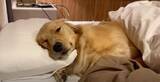 「「一緒に寝よ」飼い主よりも先にベッドに入るゴールデンが人間そのもの【動画】」の画像2