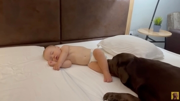 なんて優しいの…寝ている赤ちゃんから離れずにずっと見守るラブラドール【動画】