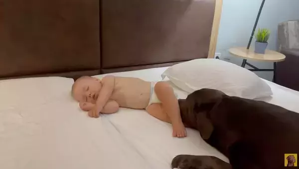 「なんて優しいの…寝ている赤ちゃんから離れずにずっと見守るラブラドール【動画】」の画像