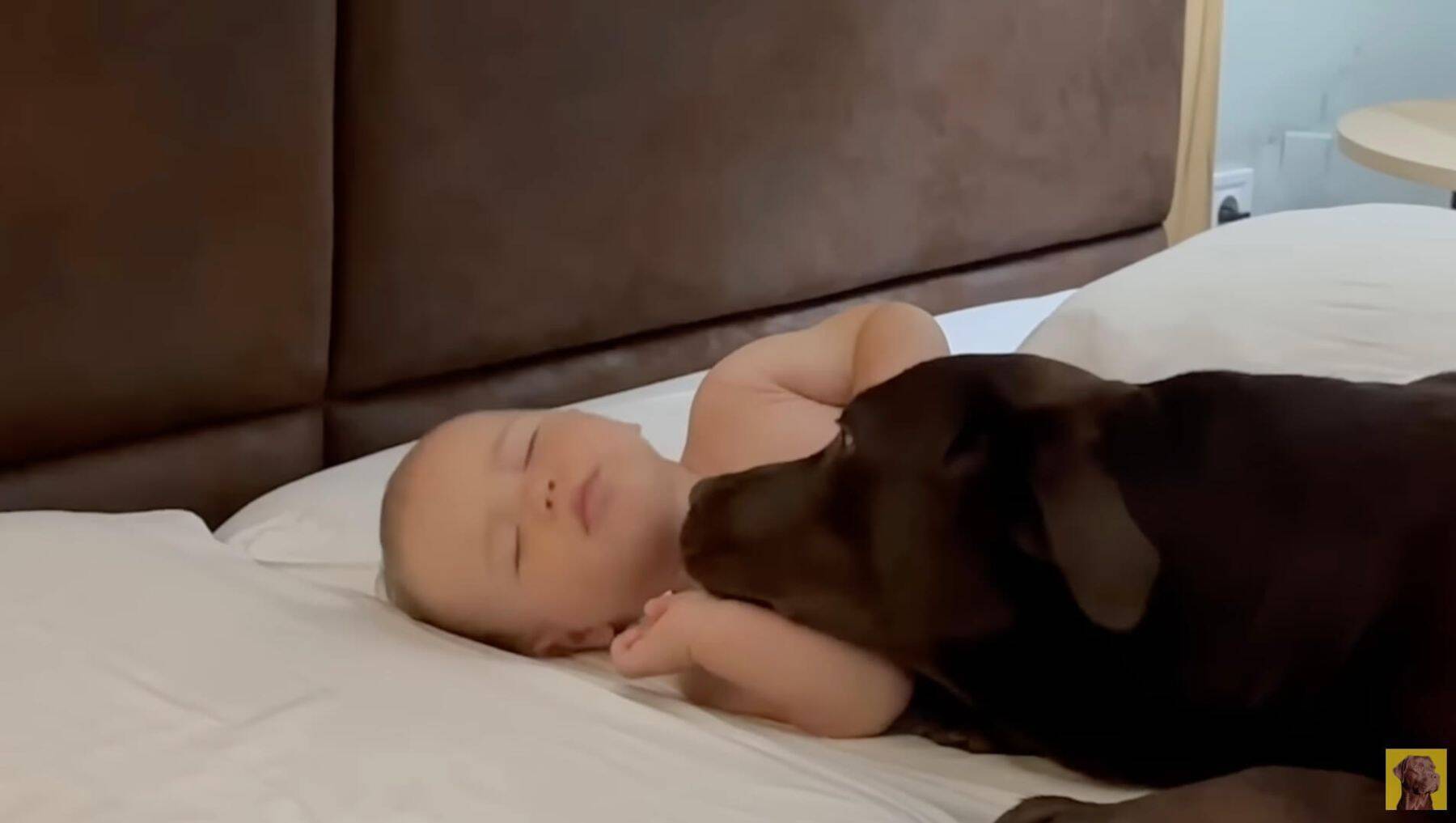 なんて優しいの…寝ている赤ちゃんから離れずにずっと見守るラブラドール【動画】