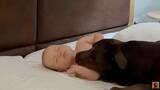 「なんて優しいの…寝ている赤ちゃんから離れずにずっと見守るラブラドール【動画】」の画像3