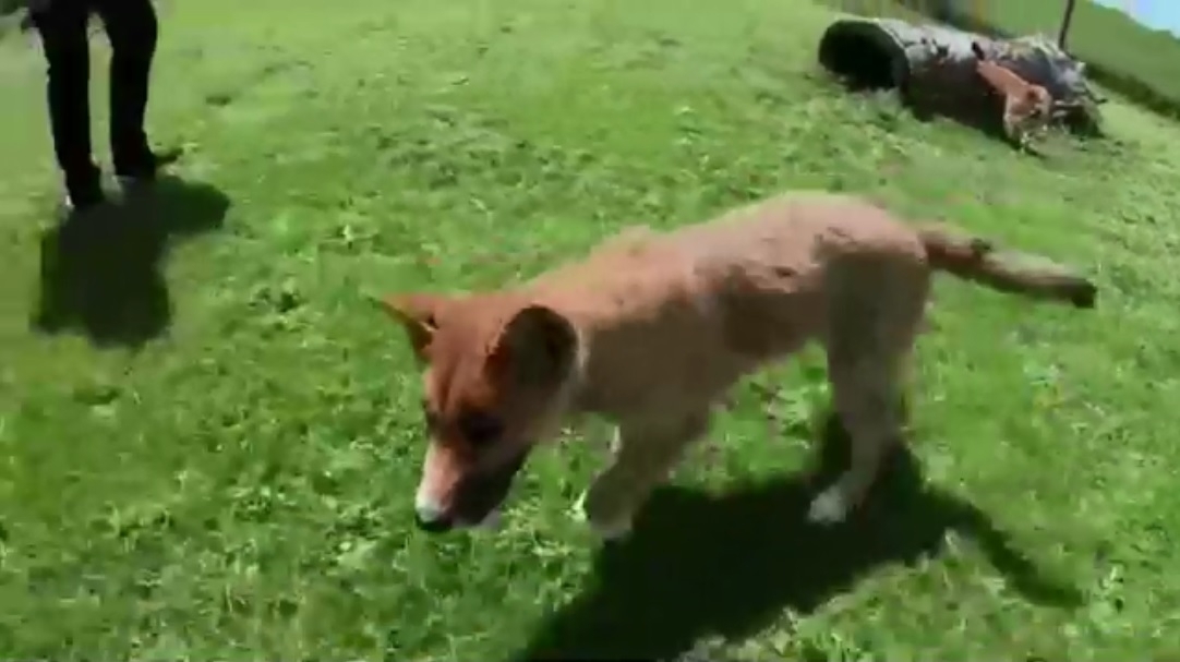 絶滅危惧種 捨てられる