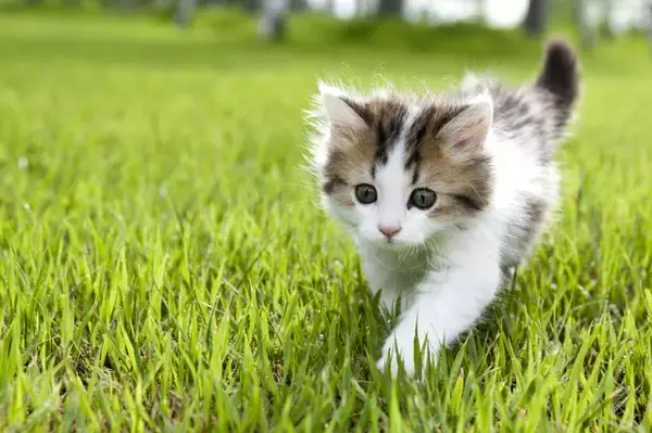 「高校生が選ぶ！AKB48も乃木坂46も欅坂46も全員参加の総選挙！」の画像