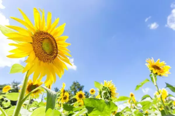 「笑顔、やさしさ、ギャップ…何が必要？可愛くなる方法20選！」の画像