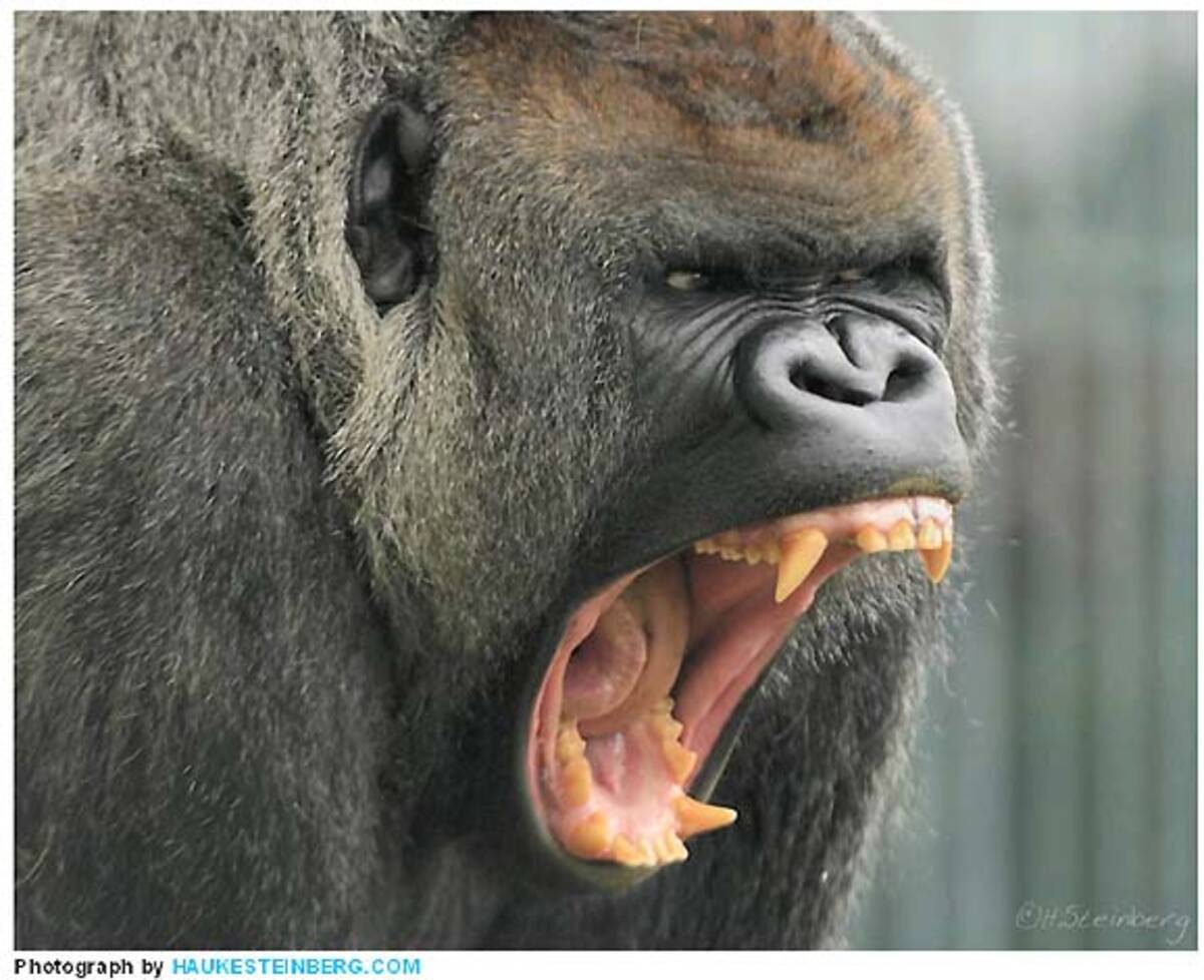 実は相当カッコイイ 間近で撮影されたゴリラの写真 11年6月6日 エキサイトニュース