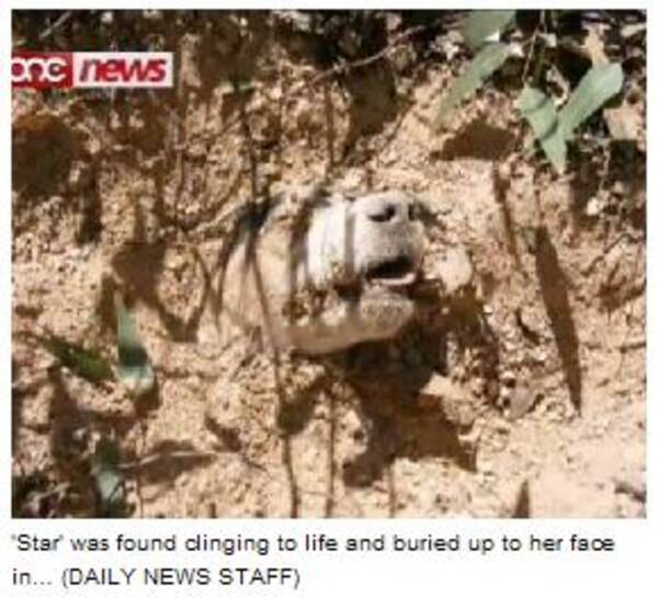 40発の弾を頭に撃たれて生き埋めにされた犬が奇跡の生還 11年6月5日 エキサイトニュース