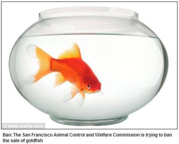 動物愛護 の影響で金魚や熱帯魚も店頭販売禁止に 11年6月27日 エキサイトニュース