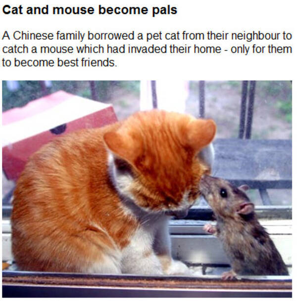 ネズミ退治用のネコがネズミと仲良くなってしまった 09年6月12日 エキサイトニュース