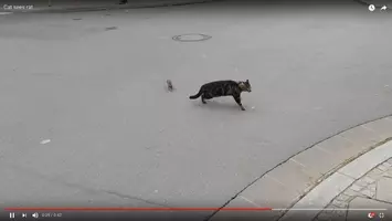 実写トム ジェリー 突然現れたネコにびびるハムスターのリアクションがアニメと一緒で笑った 12年4月27日 エキサイトニュース