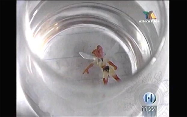 妖精実在の証拠 写真に収められた 妖精の靴 とは 16年6月4日 エキサイトニュース