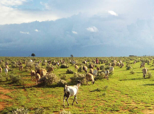 問 日本の将来 自分の将来 子供の将来 未来が何もかも不安です に対するマサイ族の戦士のブレない回答 マサイ通信 第316回 19年11月27日 エキサイトニュース