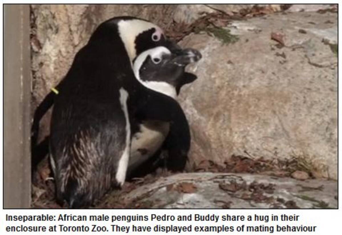 動物たちの同性愛問題 オス同士のペンギンカップルが無理やり引き裂かれそうになり議論を呼ぶ 11年11月9日 エキサイトニュース