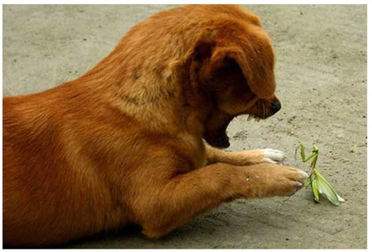 喧嘩売っとんのか ワレ カマキリと犬の喧嘩が激写される 11年11月日 エキサイトニュース